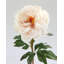 Real Touch Peach Mauve Peony 20.5"-1895609228