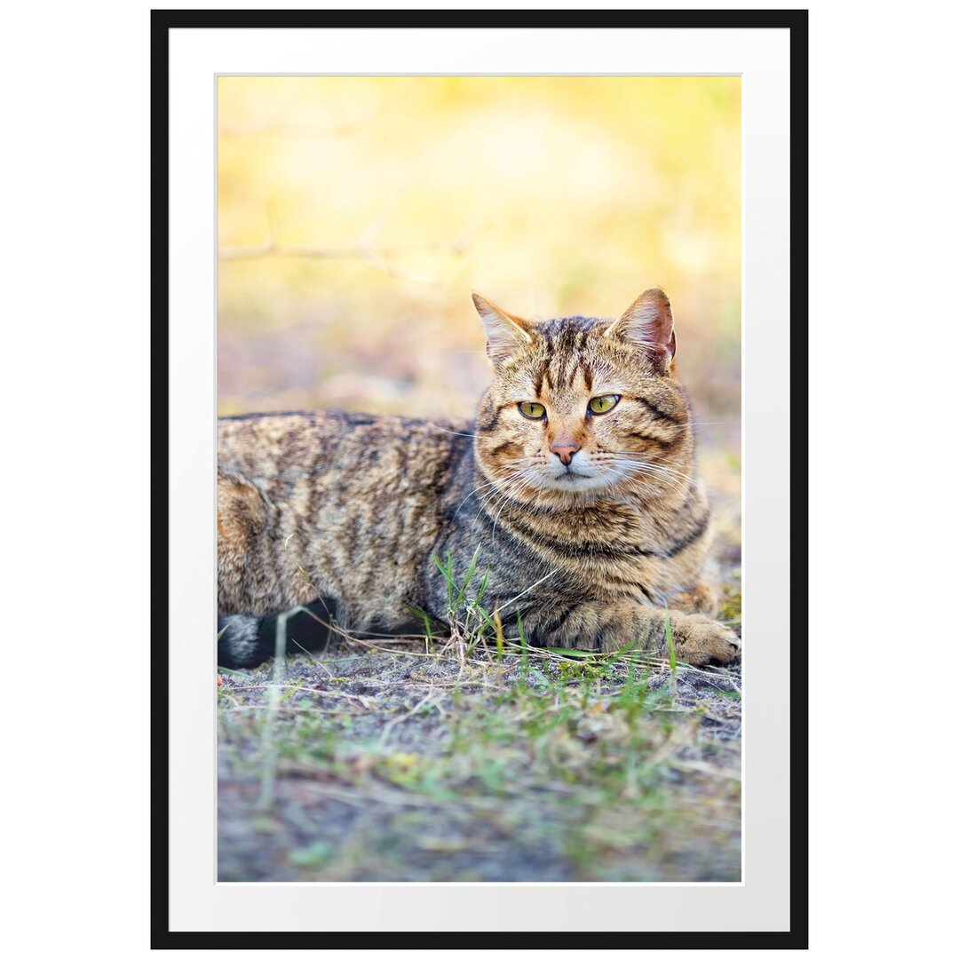 Gerahmtes Poster Ruhende Katze im Wald