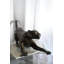 Grand décor de faune en aluminium accroupi Prowling Panther 59 po x 16 po x H 21 po