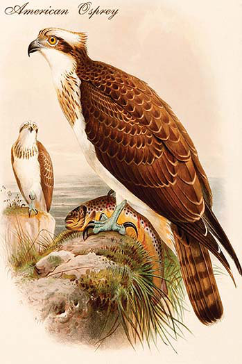 American osprey-impression d’art graphique, H 66 po x l 44 po x P 1,5 po
