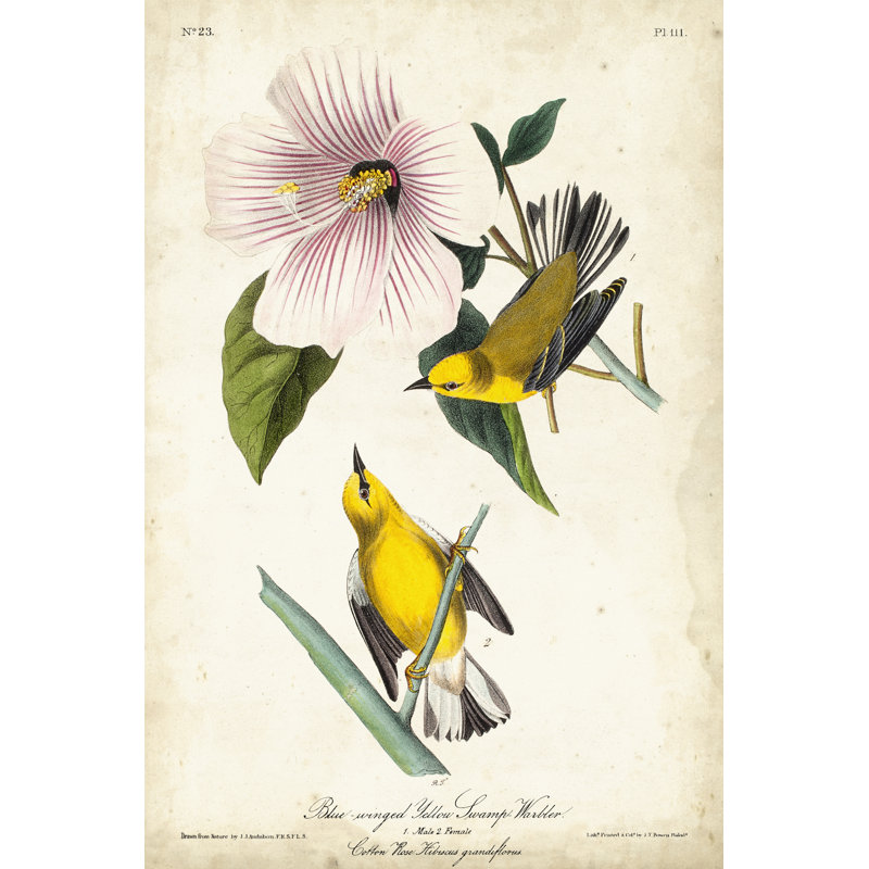 Yellow Swamp Warbler by John Audubon - Painting, 46 cm H x 30 cm W, Black Floater Framed