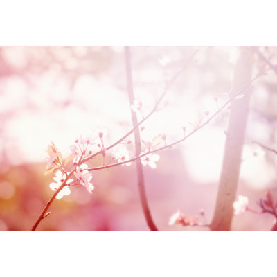 " Colourful Flower Background " by Nerudol