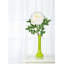 Tige de pivoine Primrue, paquet de 12-2038049746