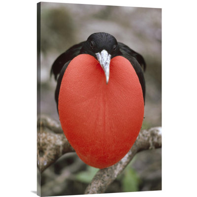 " Great Frigatebird Male In Courtship Display, Galapagos Islands, Ecuador "