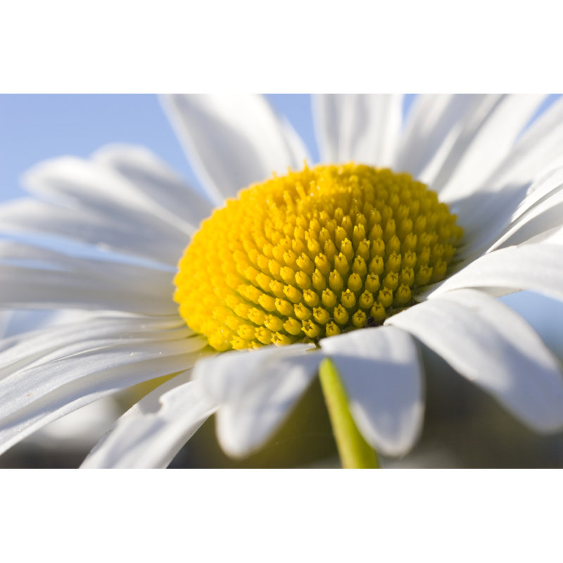 Summer Daisy, 61cm H x 91cm W