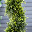 90cm Faux Cedar Tree in Cement Pot