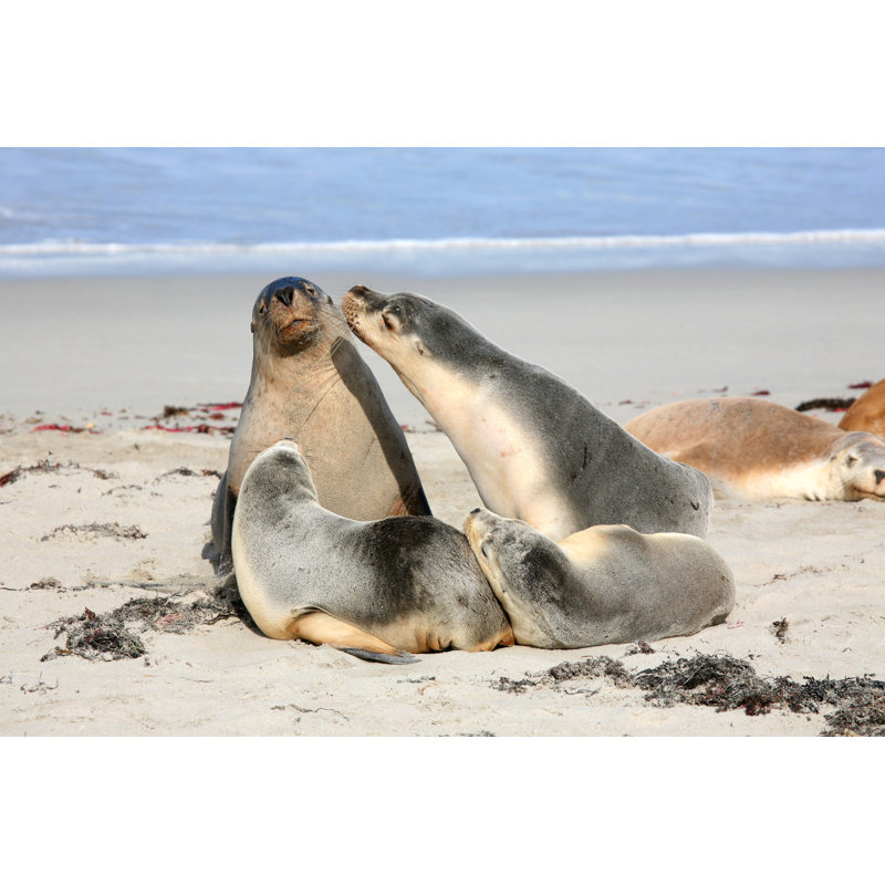 Seals At Seal Bay Kangaroo Island South Australia by Twobluedogs - Wrapped Canvas Print, 20cm H x 30cm W x 3.8cm D