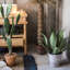 Plante agave en pot