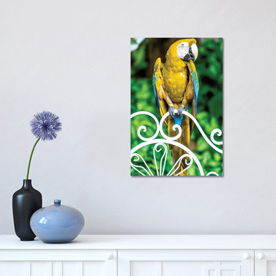 Macaw III by Glauco Meneghelli - Wrapped Canvas Print