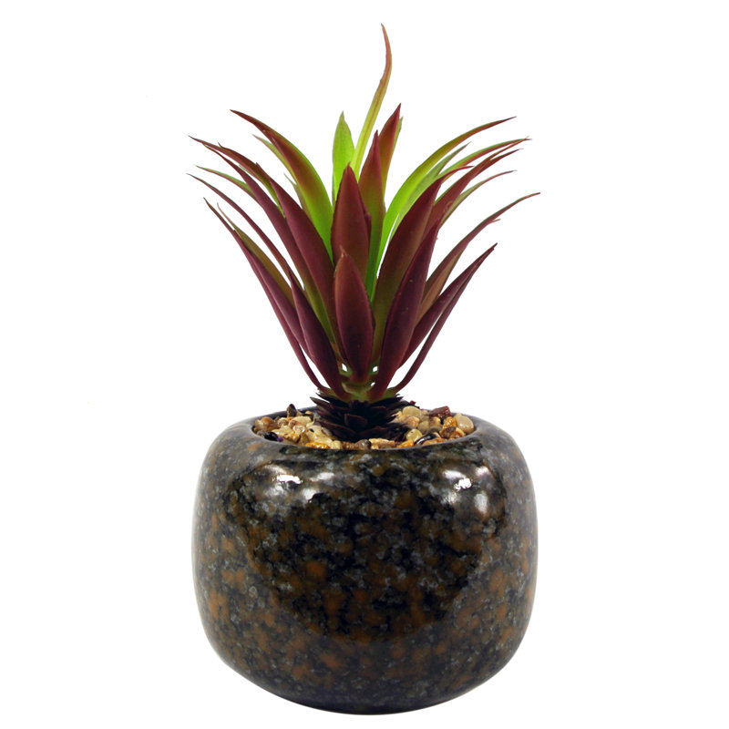 Annistin 18cm Plant