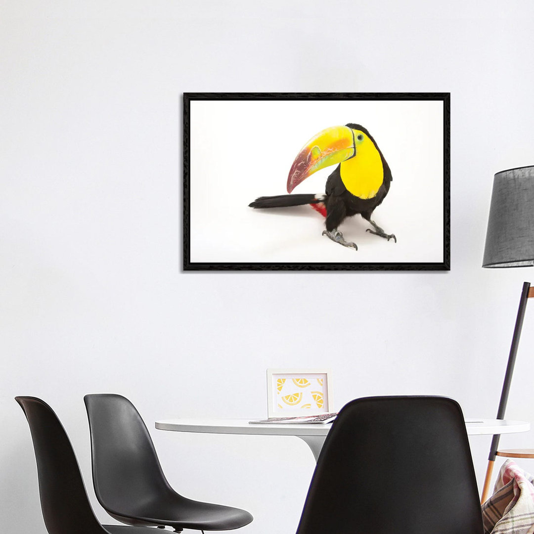 A Keel-Billed Toucan At Tracy Aviary von Joel Sartore - Gallery-Wrapped Canvas Giclée on Canvas