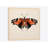 " Butterfly Study V " Graphic Art-29480751-73648887-73648882