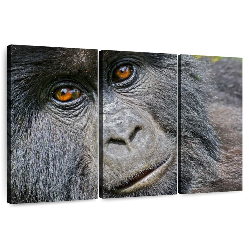 Gorilla Face, 24" H x 38" W
