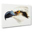 White Headed Osprey by John Gould - Wrapped Canvas-55299545