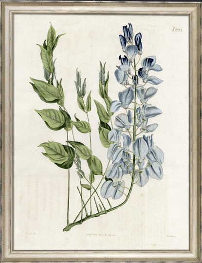 Large Blue Botanical II - Cadre photo sur papier