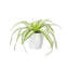 Live Spider Plant in Classic Pot-49662203