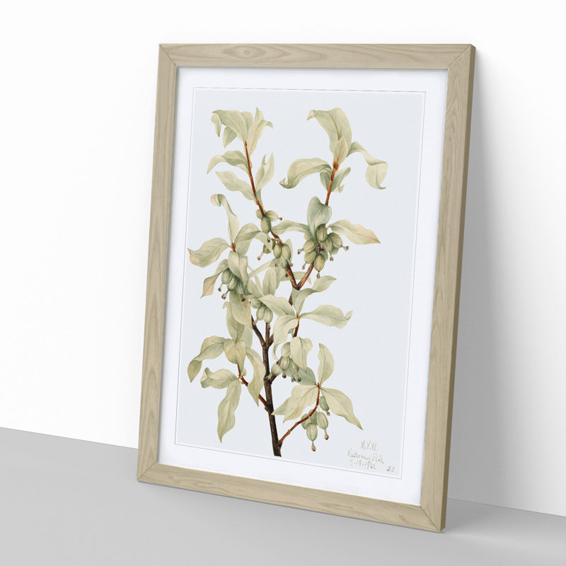 Silverberry by Mary Vaux Walcott - Framed Print, 36cm H x 27cm W x 2cm D, Oak Framed
