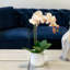Phalaenopsis Orchid Floral Arrangement in Pot-1204512991
