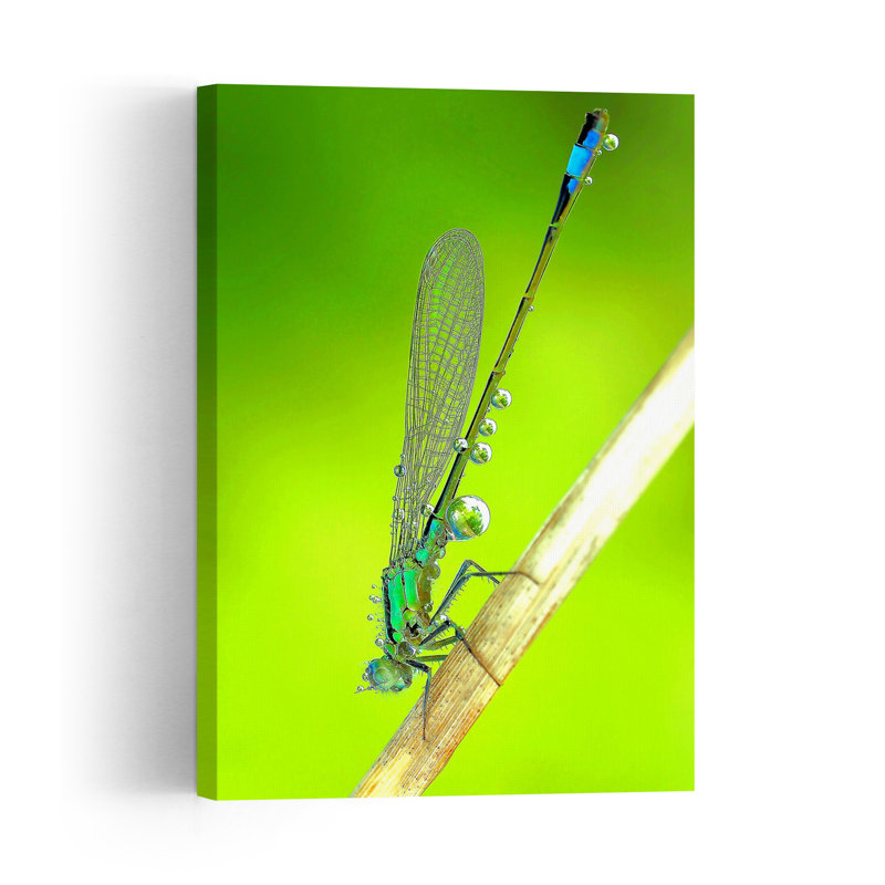 Emerald Damselfly Dew Drops Delicate Serene Tranquil Dragonfly Nature Wildlife Wall Art Print by Thierry Dufour - Print