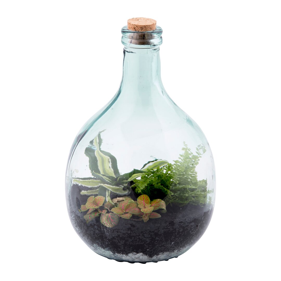 Terrarium Keohane aus Glas