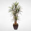 Faux Yucca Tree in Metal Planter