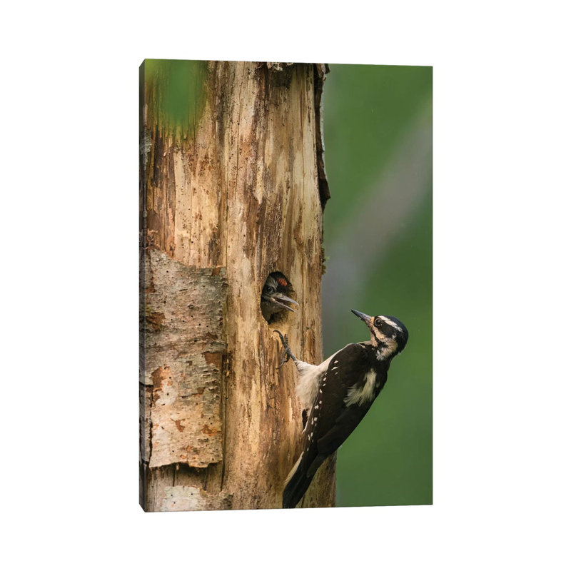 USA, WA. Female Hairy Woodpecker (Picoides Villosus) At Nest Chick In Western Washington. by Gary Luhm - Wrapped Canvas Print