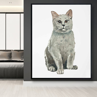 " British Shorthair Cat "