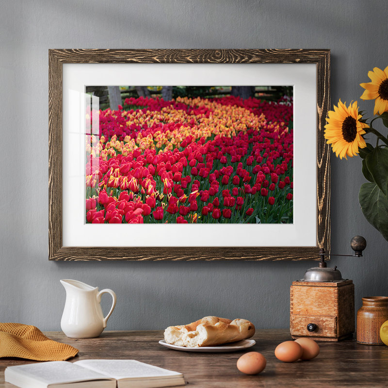 Champ de tulipes II, Noyer, H 22 po x l 32 po x P 1,5 po