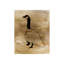 First Step I Print by Michelle Bennett-25706249-25706247