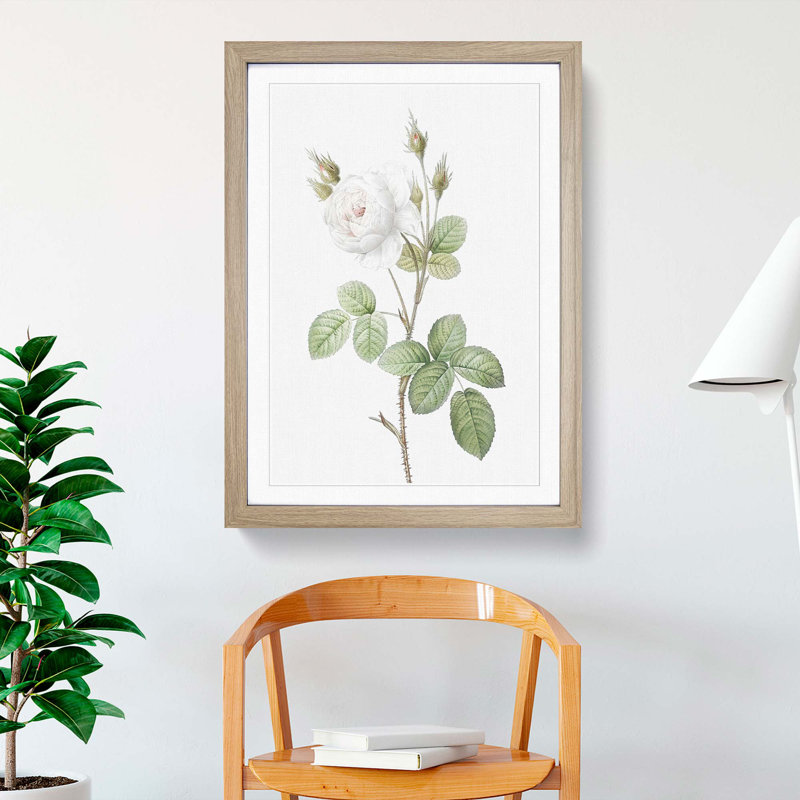 White Moss Rose by Pierre-Joseph Redoute - Framed Print, Oak Framed, 36cm H x 27cm W x 2cm D