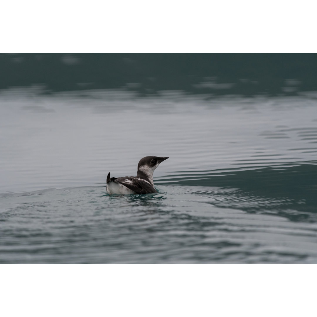 Marmorierter Murrelet Schwimmen von Kirk Hewlett - Leinwandfoto