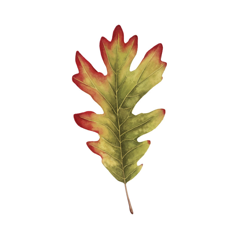 " Fall Leaf Study II " by Grace Popp Painting Print, 30" H x 20" W