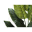 Mcdaniel Strelitzia plante