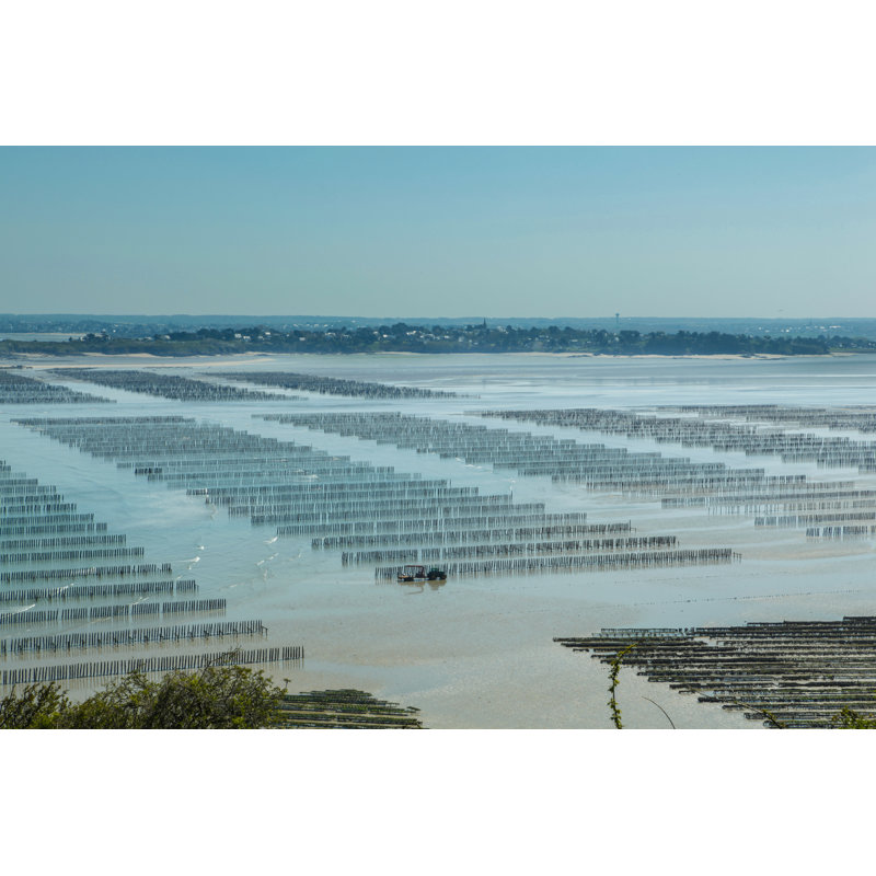 Oyster Farming by Graffizone, 24" H x 36" W