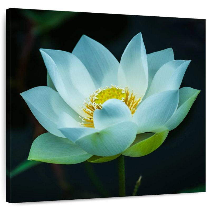Harnek Lotus At Dawn, 36'' H x 36'' W