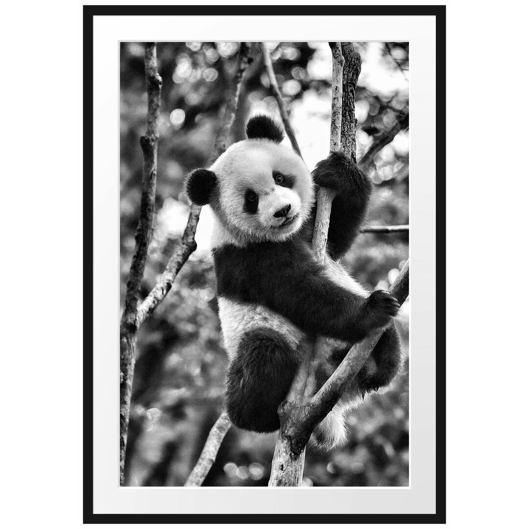 Niedlicher Panda im Baum" Gerahmtes Fotoposter