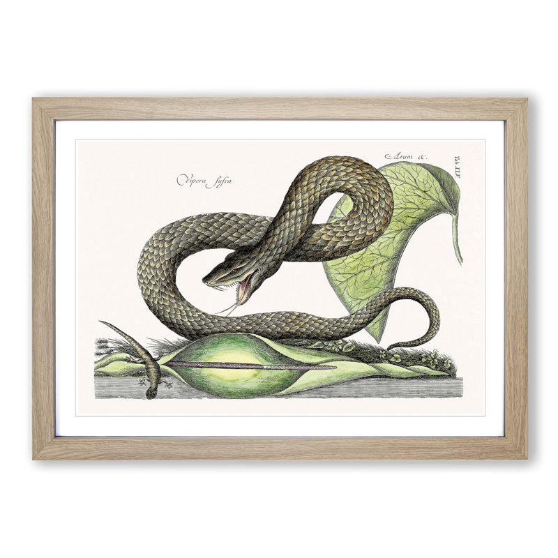 Brown Viper Snake by Mark Catesby - Picture Frame Painting Print, Oak Framed, 48cm H x 65cm W x 2cm D
