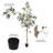 Winnetka Faux Tree in Pot-27703840