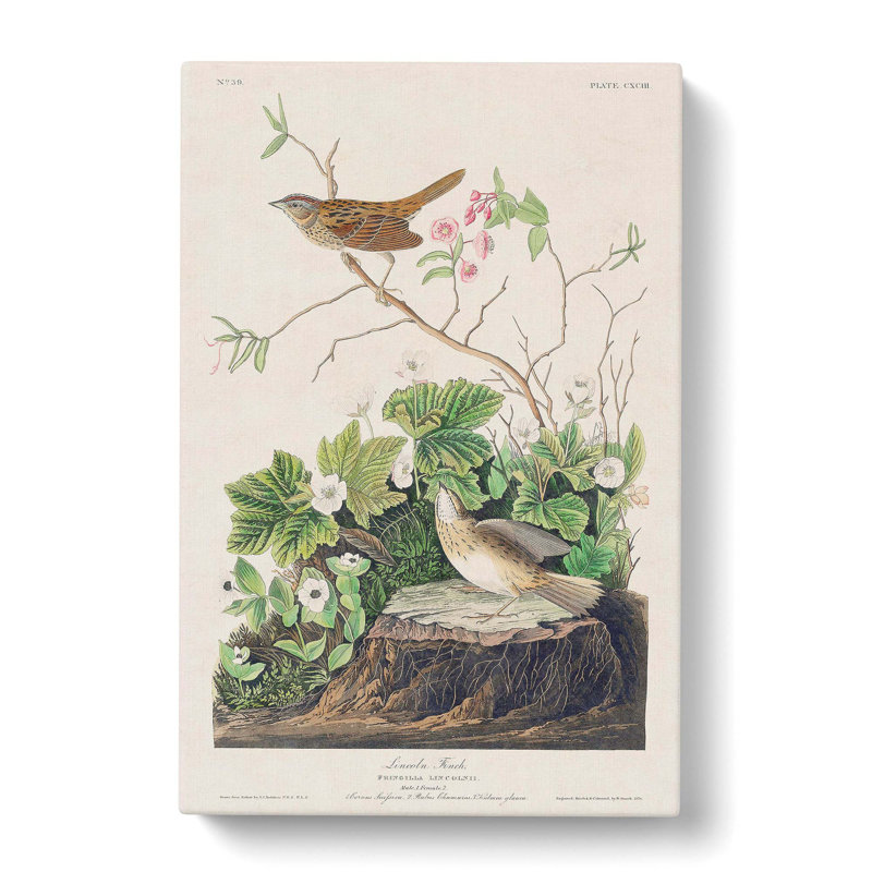 Lincoln Finch Birds by John Audubon - Wrapped Canvas, 60cm H x 40cm W x 3cm D