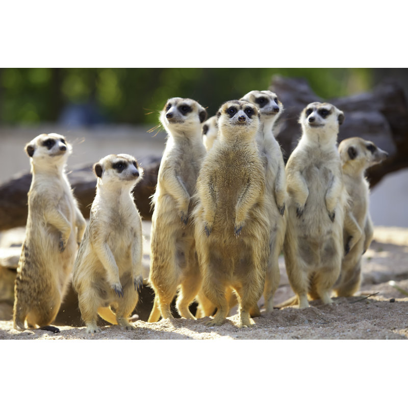Meerkat - Wrapped Canvas Print, 30cm H x 46cm W