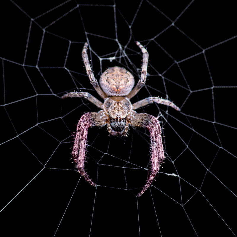 Azah Scary Spider - Wrapped Canvas Print, 122cm H x 122cm W x 3.8cm D
