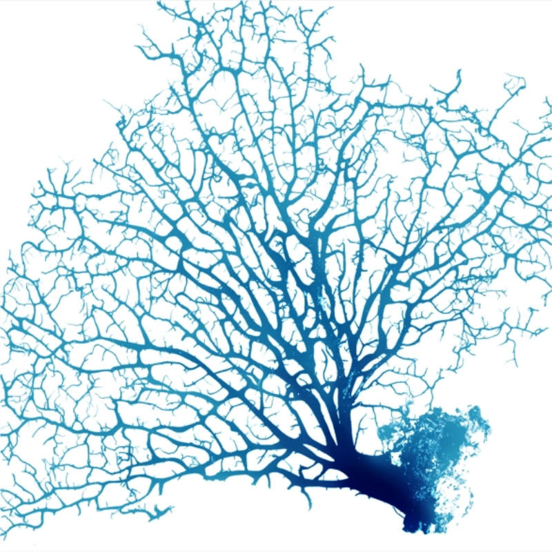 «Blue Seafan Coral I» par Sofia Fox - impression, H 30 po x l 30 po, Couche de verre