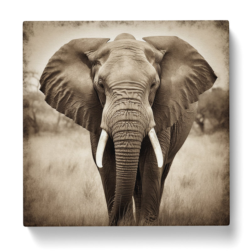 Elephant Photograph - No Frame Print