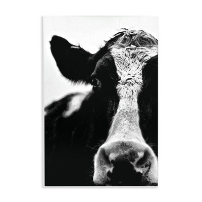 'Cow Close Up' Photographic Print