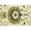 Tapis oriental crème crème à motif floral Osh Chobi 10 x 10 fait à la main Peshawar-107917385