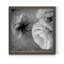 Renoncule foncé II - cadre photo-56949604-56897103-56897107