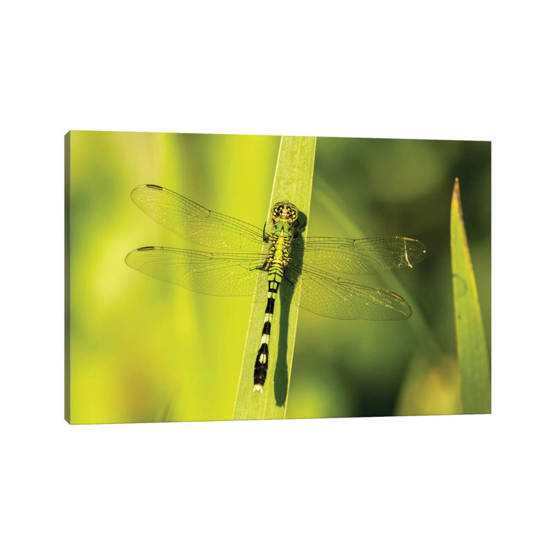 USA, Louisiana, Lake Martin. Green Clearwing Dragonfly On Leaf. by Jaynes Gallery - Wrapped Canvas Print