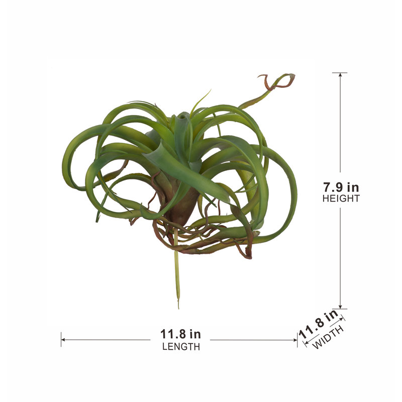 Fausse plante araignée verte, Vert foncé