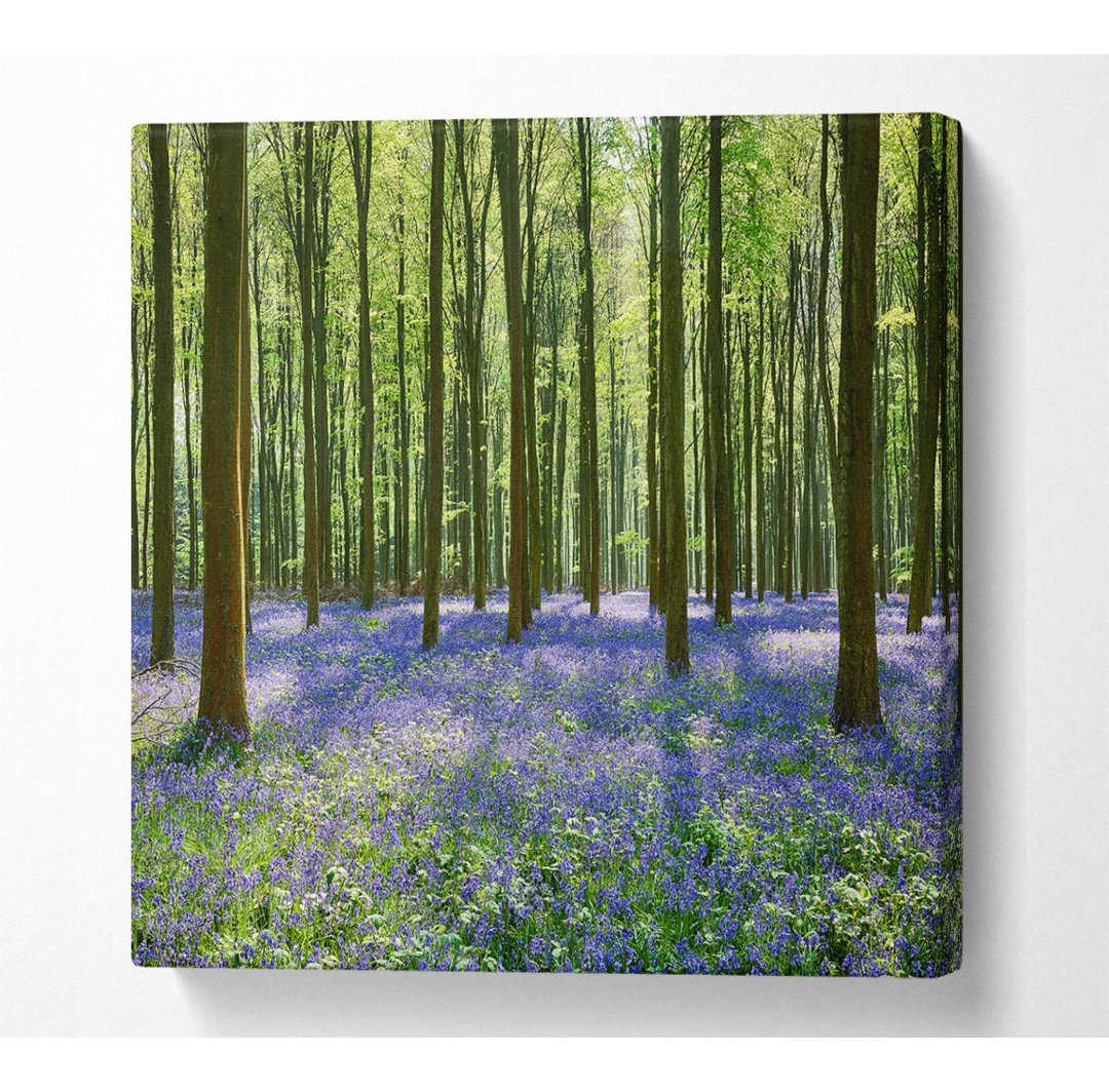 Kunstdruck Mystical Bluebell Woodland auf Leinwand