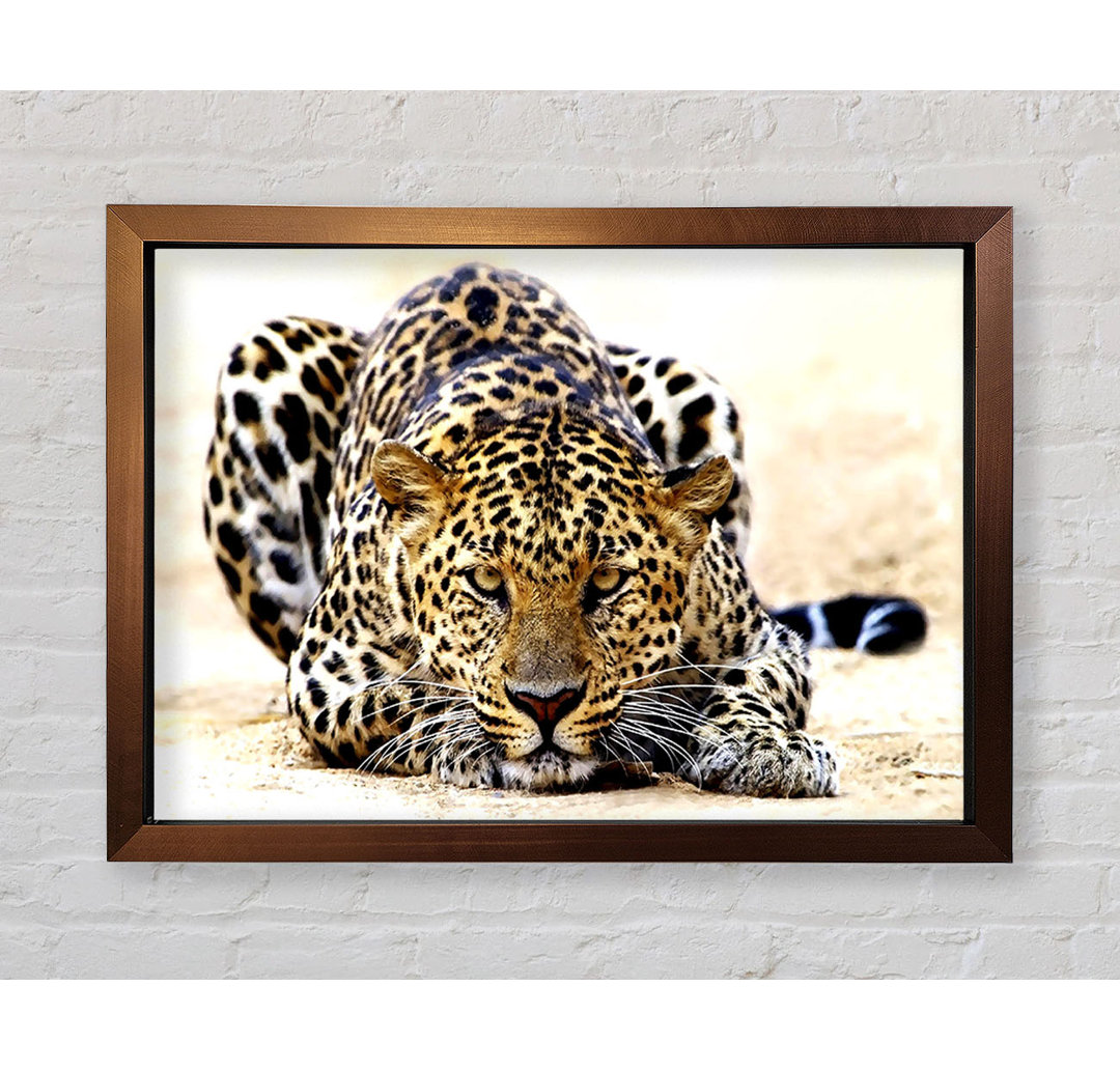 Leopard Staring Gerahmter Druck